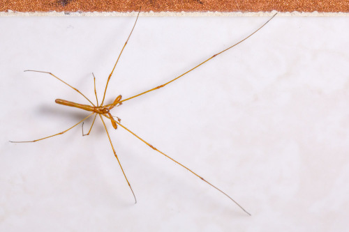 Long-Jawed Orb Weaver - Tetragnatha spider