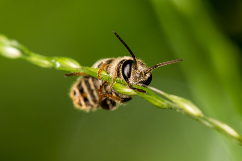 Halictine bee