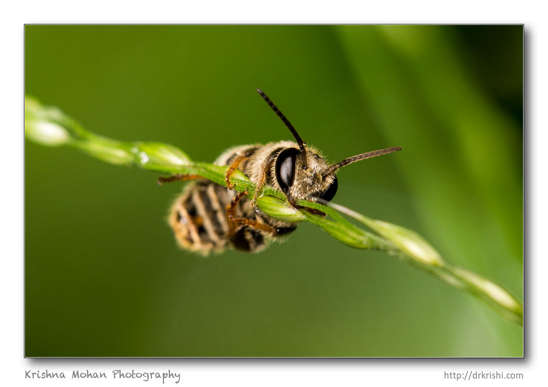 Halictine bee