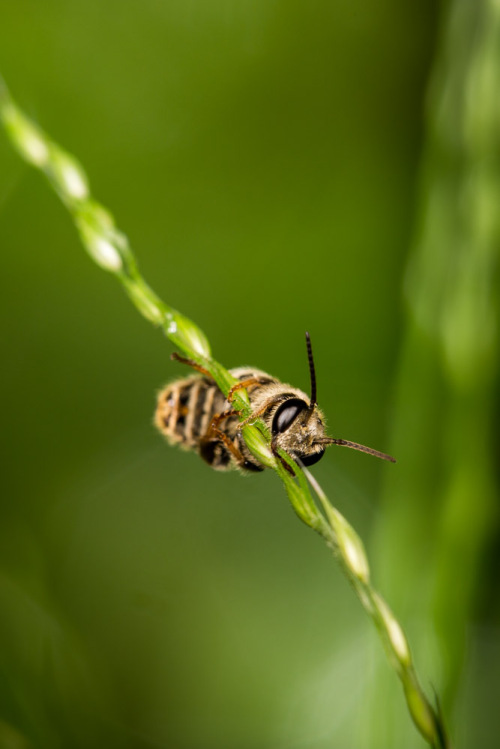 Halictine bee