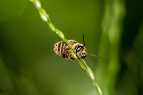 Halictine bee