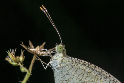 Psyche Butterfly