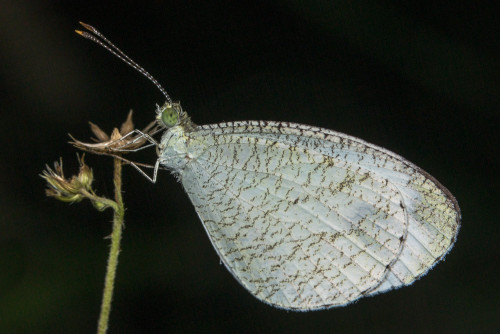 Psyche Butterfly