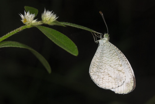 Psyche Butterfly