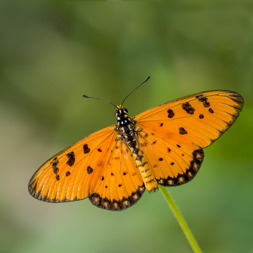 Tawny Coster Butterfly