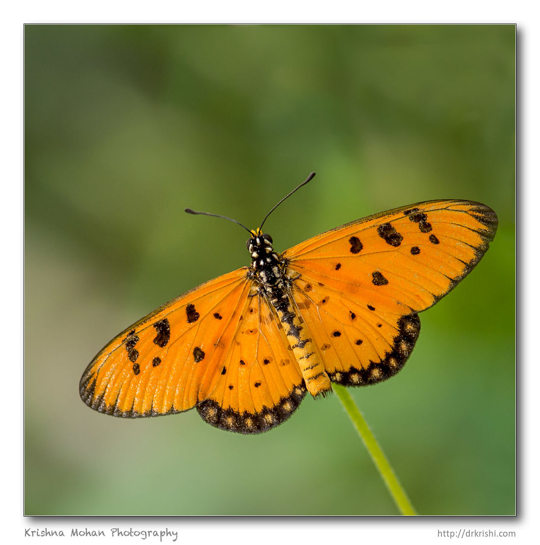 Tawny Coster Butterfly