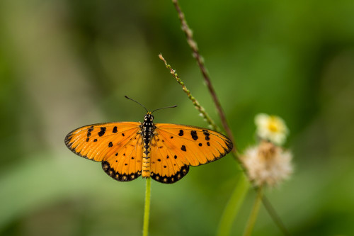 Tawny Coster Butterfly