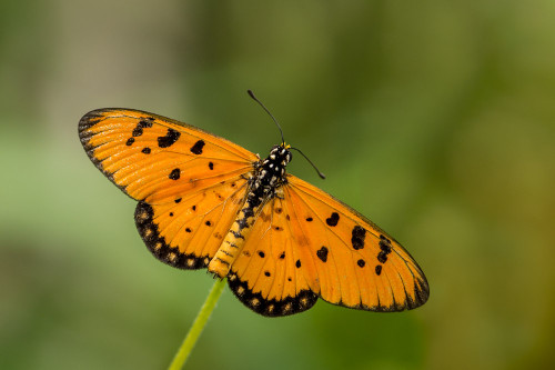 Tawny Coster Butterfly