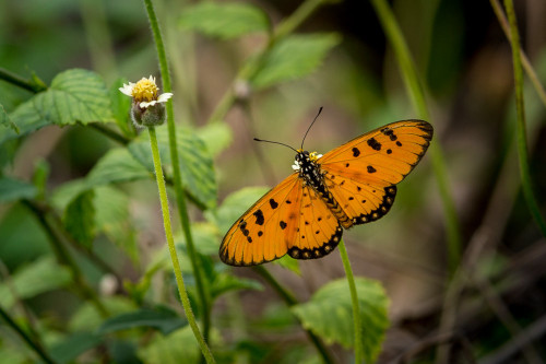 Tawny Coster Butterfly