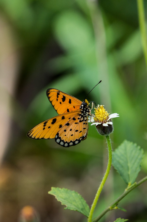 Tawny Coster Butterfly