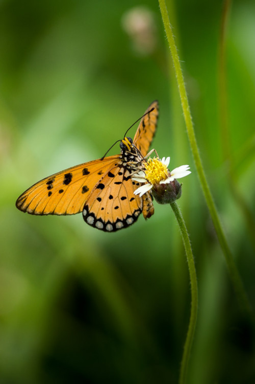 Tawny Coster Butterfly