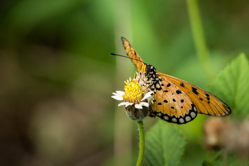 Tawny Coster Butterfly