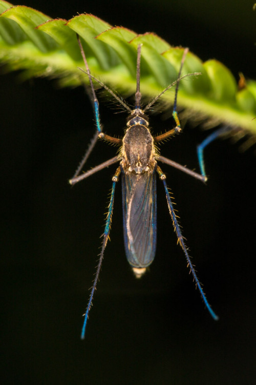 Female Culex quinquefasciatus mosquito