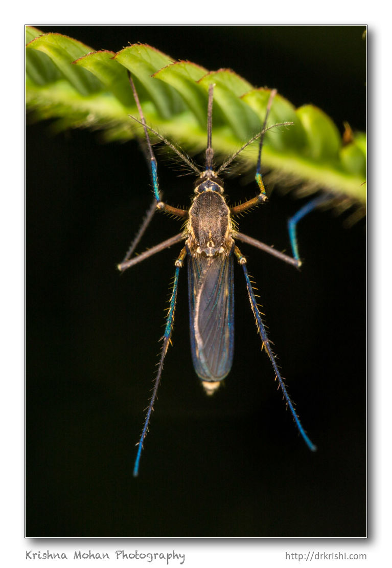 Female Culex quinquefasciatus mosquito