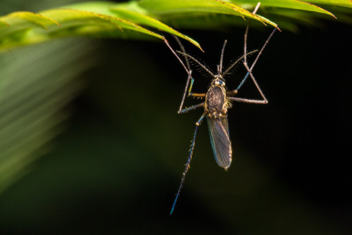 Female Culex quinquefasciatus mosquito