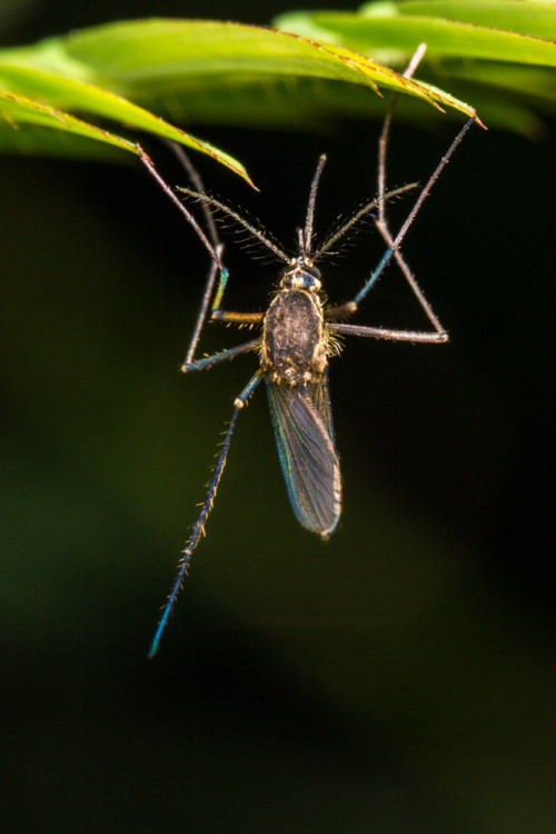 Female Culex quinquefasciatus mosquito