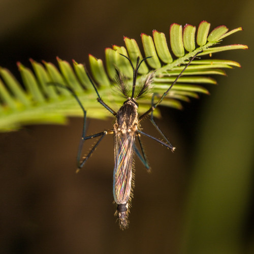 Male Culex quinquefasciatus mosquito