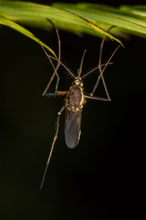 Female Culex quinquefasciatus mosquito