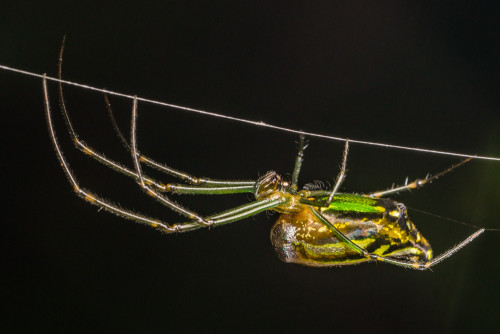 Decorative Silver Orb Spider - Leucauge cf. decorata