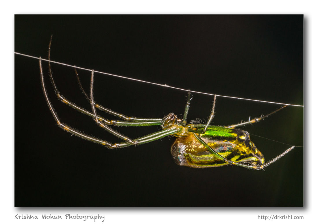 Decorative Silver Orb Spider - Leucauge cf. decorata