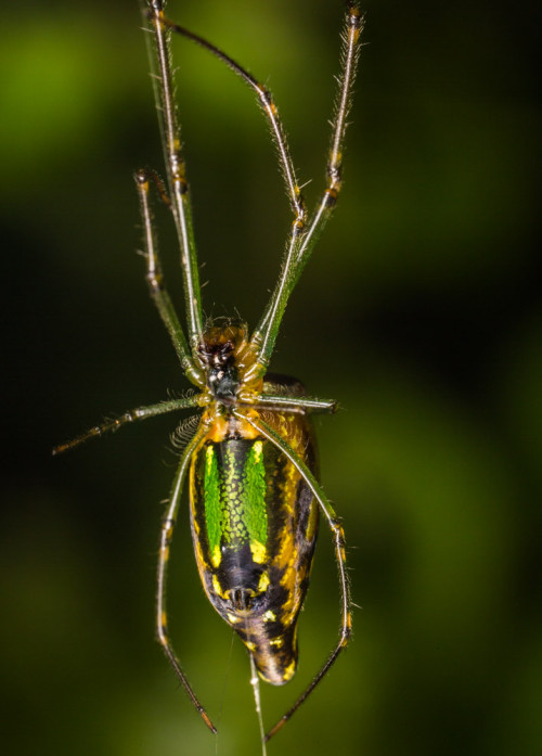 Decorative Silver Orb Spider - Leucauge cf. decorata