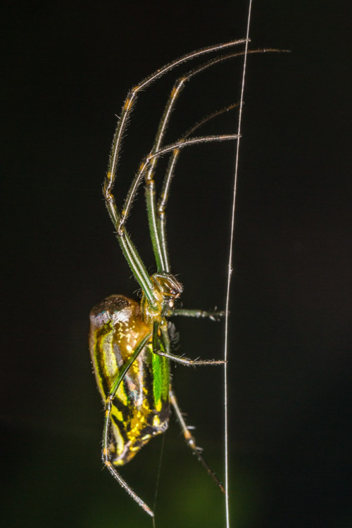 Decorative Silver Orb Spider - Leucauge cf. decorata