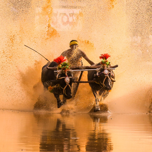 Moodabidri Kambala 2015