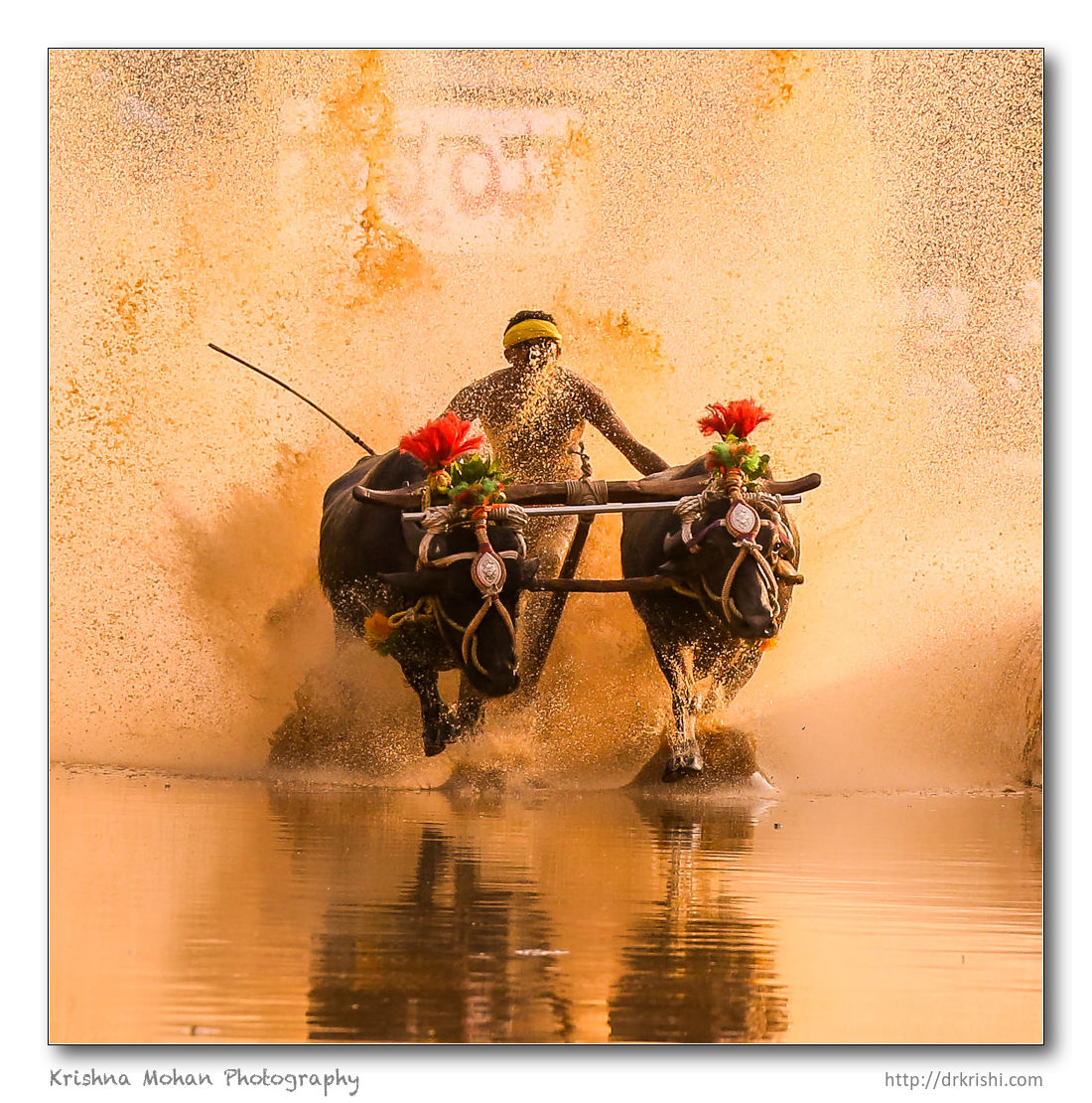 Moodabidri Kambala 2015