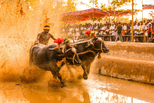 Moodabidri Kambala 2015