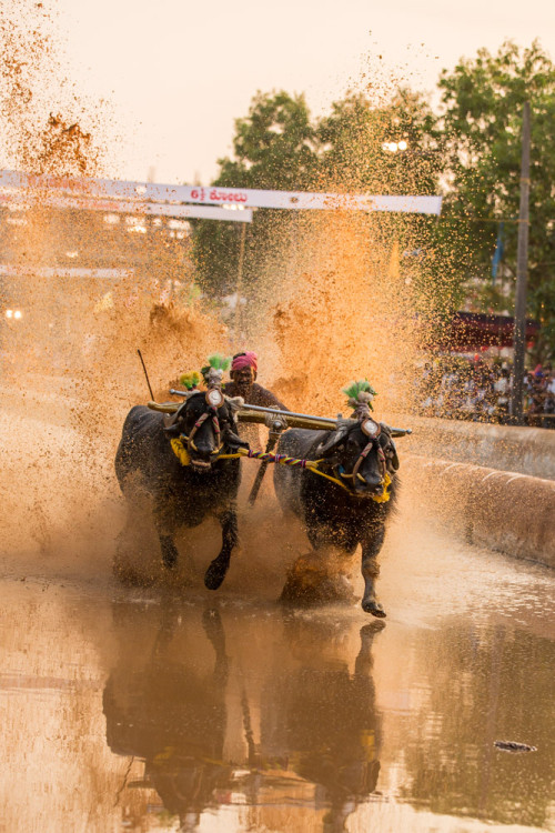 Moodabidri Kambala 2015