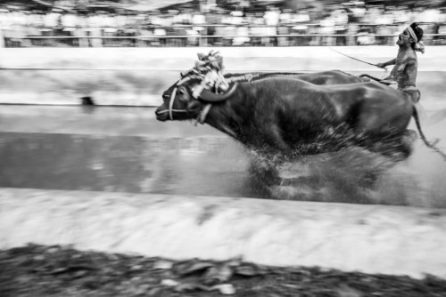 Moodabidri Kambala 2015