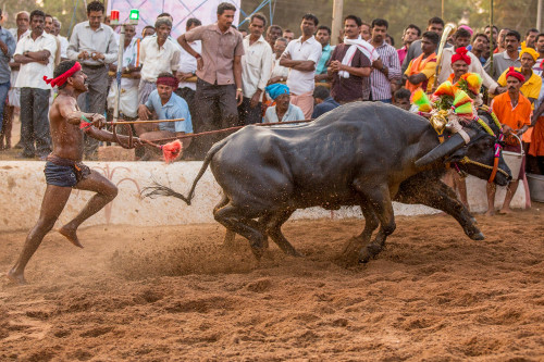 Moodabidri Kambala 2015