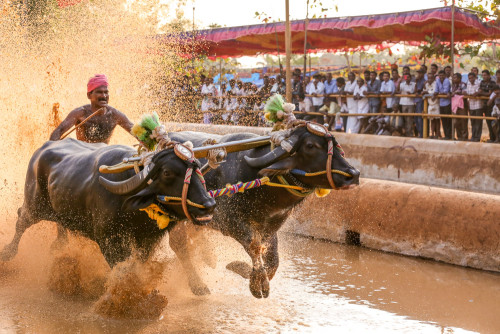 Moodabidri Kambala 2015