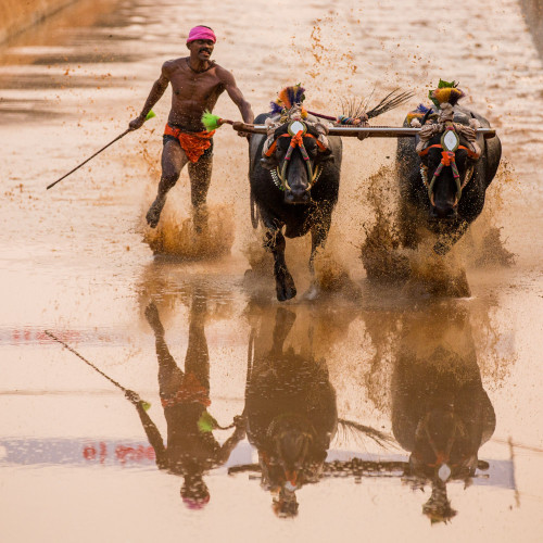 Moodabidri Kambala 2015