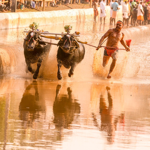 Moodabidri Kambala 2015