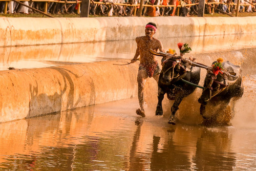 Moodabidri Kambala 2015