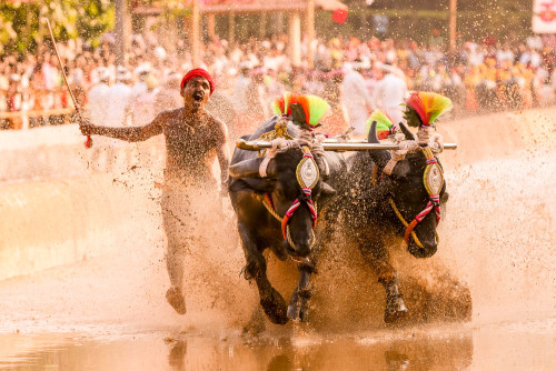 Moodabidri Kambala 2015