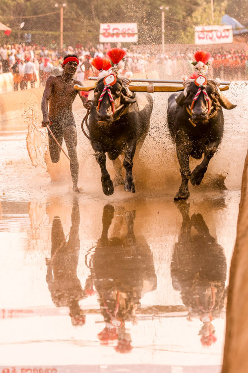 Moodabidri Kambala 2015