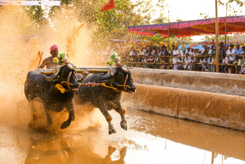 Moodabidri Kambala 2015