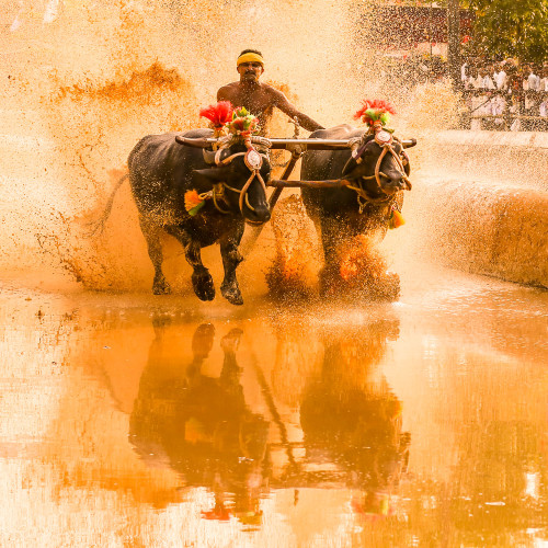 Moodabidri Kambala 2015