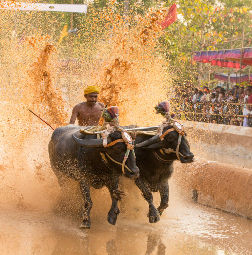 Moodabidri Kambala 2015