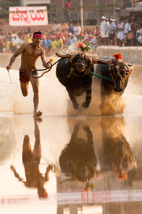 Moodabidri Kambala 2015