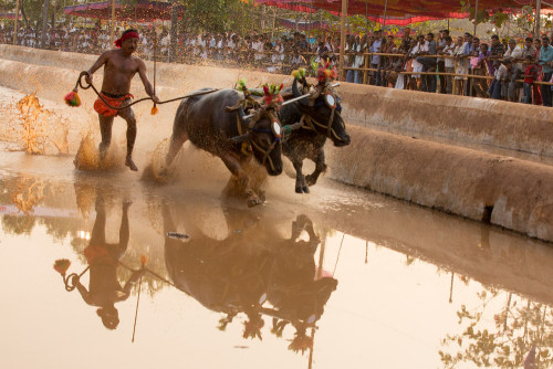 Moodabidri Kambala 2015