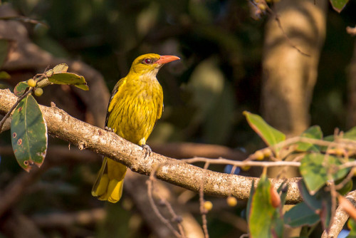 Indian golden oriole (Oriolus kundoo)