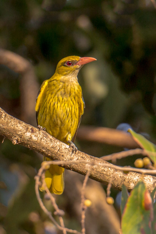 Indian golden oriole (Oriolus kundoo)