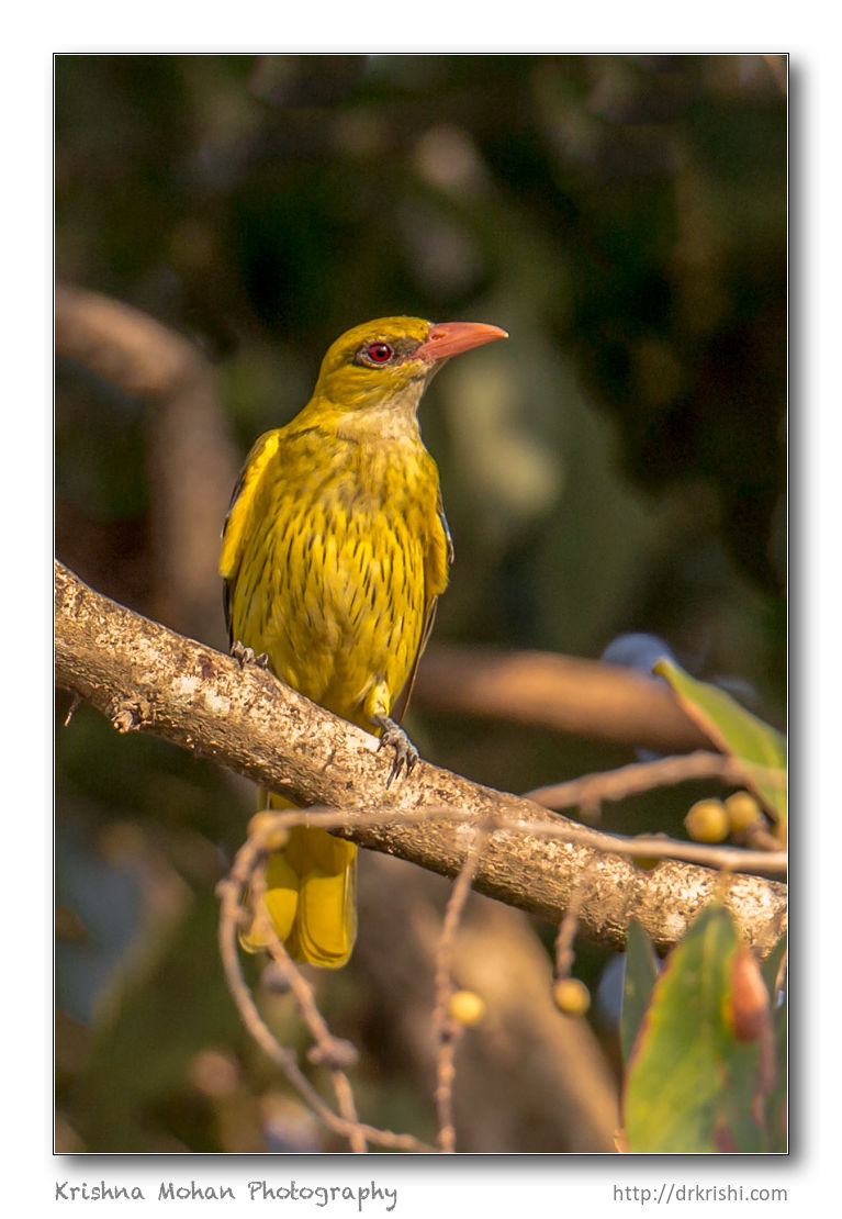 Indian golden oriole (Oriolus kundoo)