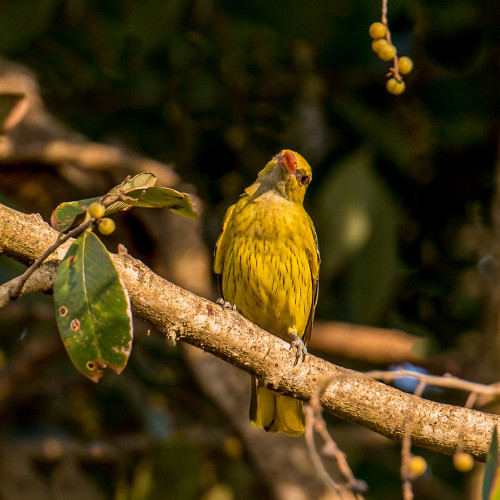 Indian golden oriole (Oriolus kundoo)