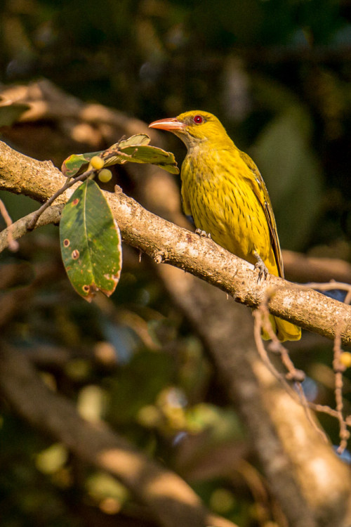 Indian golden oriole (Oriolus kundoo)