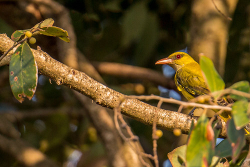 Indian golden oriole (Oriolus kundoo)