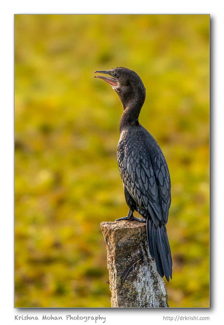 Little Cormorant